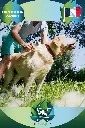 Peigne Délicatement pour Chien et Chat (4).webp